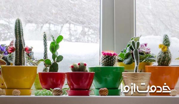 اصول نگهداری کاکتوس در خانه -نور مناسب 